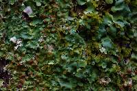 Lobaria quercizans image