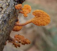 Favolaschia calocera image