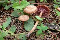 Laccaria laccata image