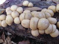 Lycoperdon pyriforme image