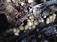 Lycoperdon pyriforme image