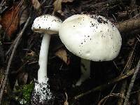 Amanita bisporigera image