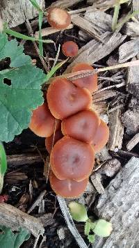 Tubaria furfuracea image