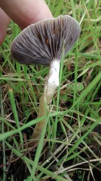 Leratiomyces percevalii image