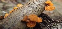 Favolaschia calocera image