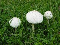 Chlorophyllum molybdites image