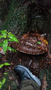 Ganoderma brownii image