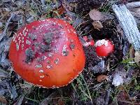 Amanita muscaria subsp. flavivolvata image