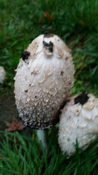 Coprinus comatus image