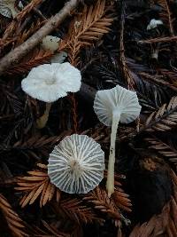 Marasmius calhouniae image