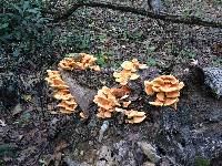 Laetiporus sulphureus image