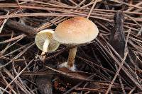 Pholiota velaglutinosa image