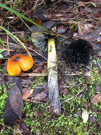 Hygrocybe singeri image