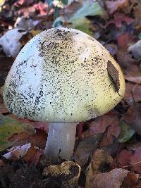 Amanita phalloides image