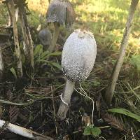 Coprinus comatus image