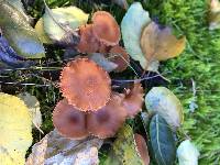 Laccaria laccata image