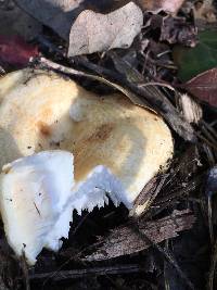 Lactarius alnicola image