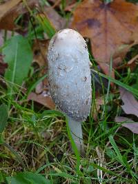 Coprinus comatus image