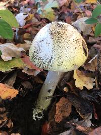 Amanita phalloides image