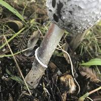 Coprinus comatus image