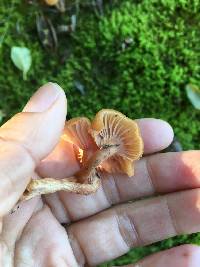 Laccaria laccata image