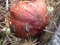 Leccinum manzanitae image