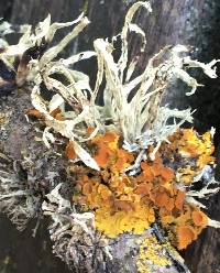 Ramalina farinacea image