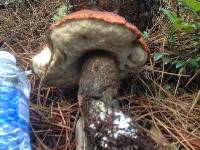 Leccinum manzanitae image