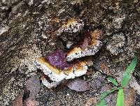 Ganoderma sessile image