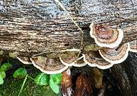 Trametes versicolor image