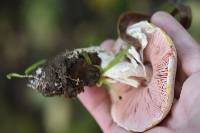 Agaricus xanthodermus image