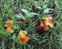 Hygrocybe singeri image