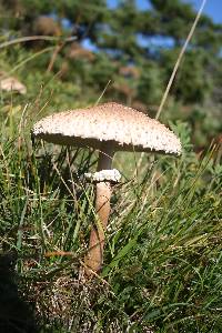 Macrolepiota procera var. procera image