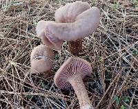 Laccaria amethysteo-occidentalis image