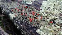 Cladonia macilenta image