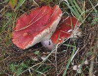 Russula sanguinaria image