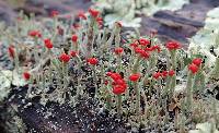 Cladonia macilenta image