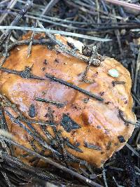 Suillus pungens image