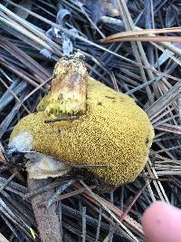 Suillus pungens image