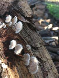 Schizophyllum commune image