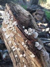 Schizophyllum commune image