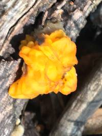 Tremella aurantia image