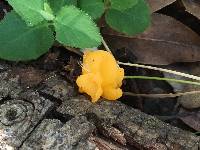 Tremella aurantia image