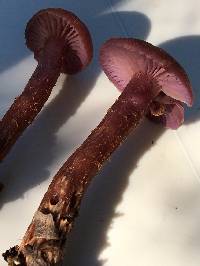 Laccaria amethysteo-occidentalis image