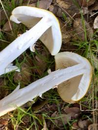 Amanita phalloides image