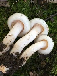 Hygrophorus eburneus image