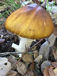 Amanita phalloides image