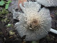 Coprinopsis lagopus image