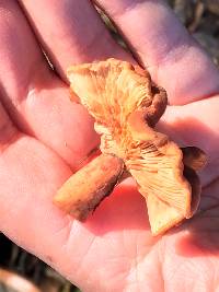 Lactarius rufulus image