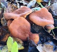 Lactarius rufulus image